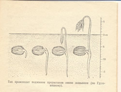ПРОРАСТАНИЕ СЕМЯН ЖЕНЬШЕНЯ